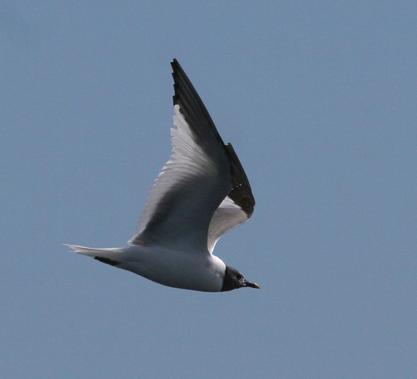 Sabine's Gull